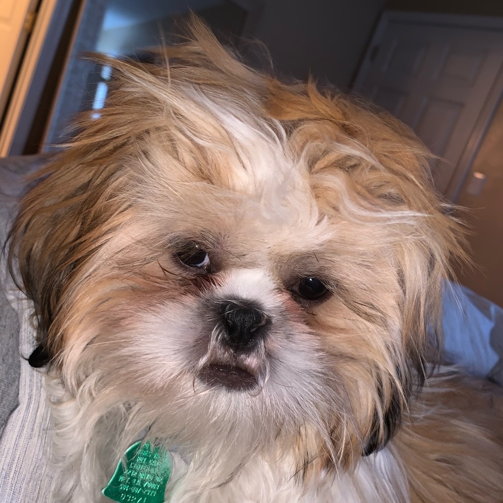 Meet your Posher, Grace